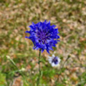 Meet your Posher, Valerie